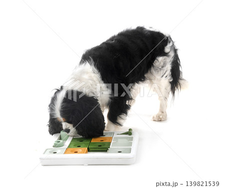 cavalier king charles 139821539