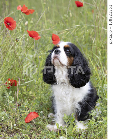 cavalier king charles cavalier king charles 139821551