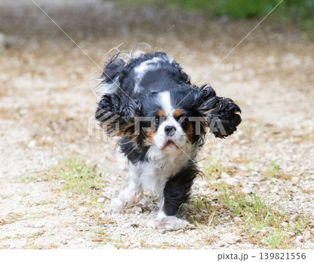 cavalier king charles cavalier king charles 139821556