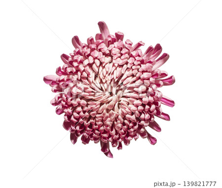 Chrysanthemum blossom, flower bloom from above, top down view, over head isolated on white. Chrysanthemum blossom, flower bloom from above, top down view, over head isolated on white. 139821777