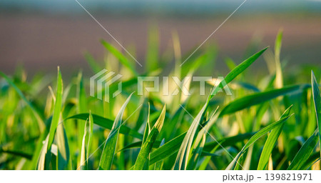 春の北海道美瑛町で夕日に照らされる小麦か牧草の若葉 139821971