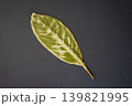 緑の葉っぱ 139821995