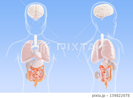 3d gastrointestinal tract disease - intestine, bowel, human body internal organs anatomy of digestive system, front and back view. Abdominal pain, gastroenterology, medical concept. 3D illustration 3d gastrointestinal tract disease - intestine, bowel, human body internal organs anatomy of digestive system, front and back view. Abdominal pain, gastroenterology, medical concept. 3D illustration 139822078