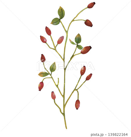 Red Berry Branch Watercolor Illustration Watercolor Red Berry Branch Watercolor Illustration Watercolor 139822164