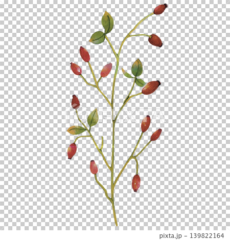 Red Berry Branch Watercolor Illustration Watercolor Red Berry Branch Watercolor Illustration Watercolor 139822164