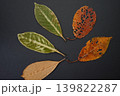 紅葉した落葉 139822287