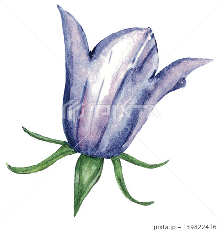 Lavender Bellflower Watercolor Illustration Lavender Bellflower Watercolor Illustration 139822416