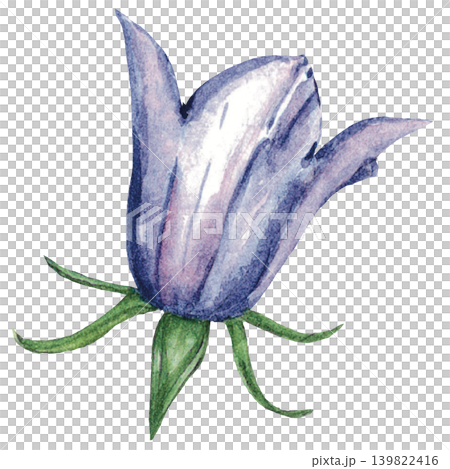 Lavender Bellflower Watercolor Illustration 139822416