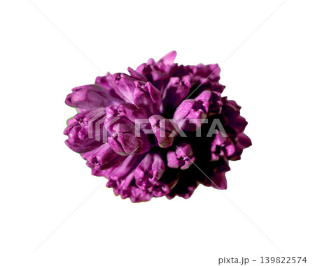 Purple hyacinth flower head viewed from above isolated on white background. Top view blooming hyacinth inflorescence with dense petals. Spring botanical flower concept for floral decoration 139822574