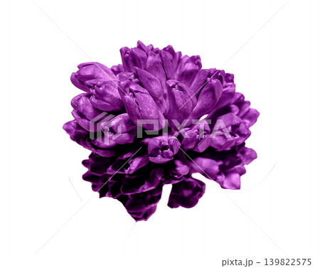 Purple hyacinth flower head viewed from above isolated on white background. Top view blooming hyacinth inflorescence with dense petals. Spring botanical flower concept for floral decoration Purple hyacinth flower head viewed from above isolated on white background. Top view blooming hyacinth inflorescence with dense petals. Spring botanical flower concept for floral decoration 139822575