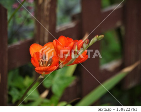 庭で咲くフリージアの朱色の花 139822763
