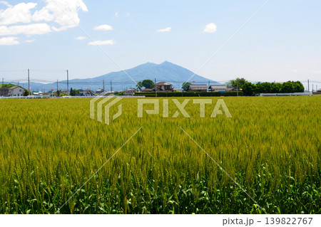 筑波山と麦畑・茨城県筑西市 筑波山と麦畑・茨城県筑西市 139822767