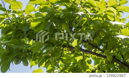 plum 139822867