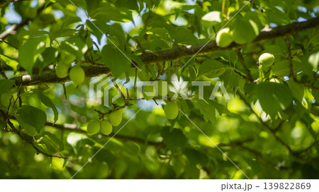 plum plum 139822869