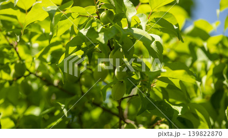 plum 139822870