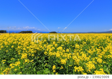 横浜町の菜の花畑と陸奥湾、釜臥山|風車が佇む広大な初夏の風景 青森県 横浜町の菜の花畑と陸奥湾、釜臥山|風車が佇む広大な初夏の風景 青森県 139823009