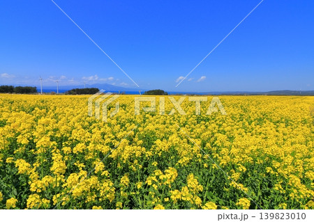 横浜町の菜の花畑と陸奥湾、釜臥山|風車が佇む広大な初夏の風景 青森県 横浜町の菜の花畑と陸奥湾、釜臥山|風車が佇む広大な初夏の風景 青森県 139823010