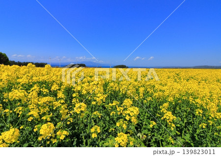 横浜町の菜の花畑と陸奥湾、釜臥山|風車が佇む広大な初夏の風景 青森県 横浜町の菜の花畑と陸奥湾、釜臥山|風車が佇む広大な初夏の風景 青森県 139823011