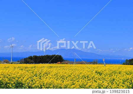 横浜町の菜の花畑と陸奥湾、釜臥山|風車が佇む広大な初夏の風景 青森県 横浜町の菜の花畑と陸奥湾、釜臥山|風車が佇む広大な初夏の風景 青森県 139823015