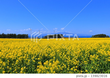 横浜町の菜の花畑と陸奥湾、釜臥山|風車が佇む広大な初夏の風景 青森県 横浜町の菜の花畑と陸奥湾、釜臥山|風車が佇む広大な初夏の風景 青森県 139823016