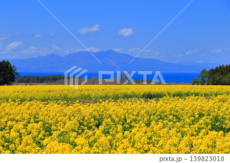 横浜町の菜の花畑と陸奥湾、釜臥山｜風車が佇む広大な初夏の風景 青森県 139823018