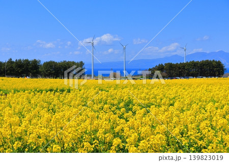 横浜町の菜の花畑と陸奥湾、釜臥山|風車が佇む広大な初夏の風景 青森県 横浜町の菜の花畑と陸奥湾、釜臥山|風車が佇む広大な初夏の風景 青森県 139823019