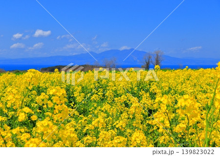 横浜町の菜の花畑と陸奥湾、釜臥山|風車が佇む広大な初夏の風景 青森県 横浜町の菜の花畑と陸奥湾、釜臥山|風車が佇む広大な初夏の風景 青森県 139823022