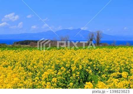 横浜町の菜の花畑と陸奥湾、釜臥山|風車が佇む広大な初夏の風景 青森県 横浜町の菜の花畑と陸奥湾、釜臥山|風車が佇む広大な初夏の風景 青森県 139823023