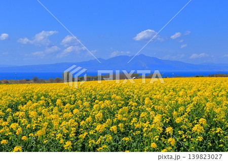 横浜町の菜の花畑と陸奥湾、釜臥山|風車が佇む広大な初夏の風景 青森県 横浜町の菜の花畑と陸奥湾、釜臥山|風車が佇む広大な初夏の風景 青森県 139823027