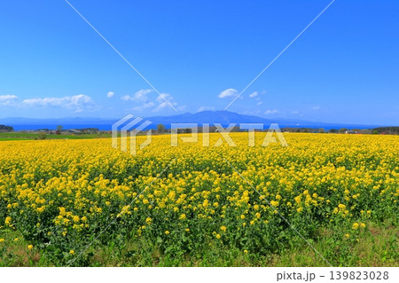 横浜町の菜の花畑と陸奥湾、釜臥山|風車が佇む広大な初夏の風景 青森県 横浜町の菜の花畑と陸奥湾、釜臥山|風車が佇む広大な初夏の風景 青森県 139823028