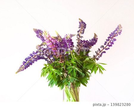 Bouquet of purple Lupinus flowers with elegant vertical blooms and soft botanical textures in natural light. Bouquet of purple Lupinus flowers with elegant vertical blooms and soft botanical textures in natural light. 139823280