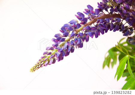 Fresh lupine flower arrangement featuring vibrant violet blossoms and lush greenery in a romantic floral composition. Fresh lupine flower arrangement featuring vibrant violet blossoms and lush greenery in a romantic floral composition. 139823282