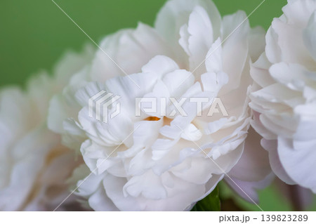 Elegant close-up of a blooming white peony with refined floral texture and dreamy pastel green backdrop. 139823289