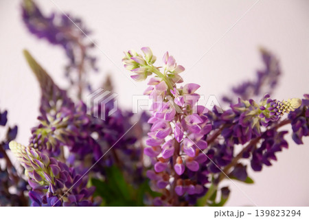 Botanical floral arrangement showcasing blooming lupine stems in rich purple tones with soft garden atmosphere. Botanical floral arrangement showcasing blooming lupine stems in rich purple tones with soft garden atmosphere. 139823294