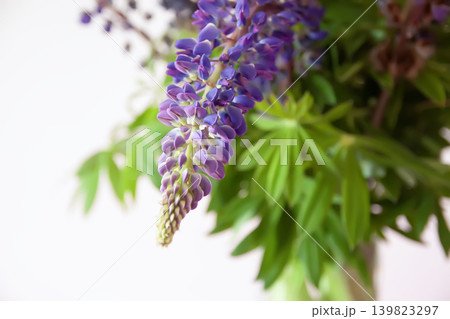 Botanical floral arrangement showcasing blooming lupine stems in rich purple tones with soft garden atmosphere. 139823297