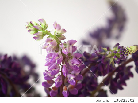 Romantic floral composition featuring tall purple Lupinus blooms and layered botanical detail. Romantic floral composition featuring tall purple Lupinus blooms and layered botanical detail. 139823302