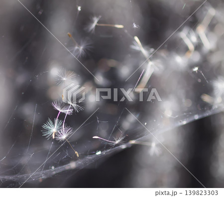 Fluffy dandelion seeds (Taraxacum officinale) caught in a delicate spider web with soft natural light and ethereal texture. 139823303