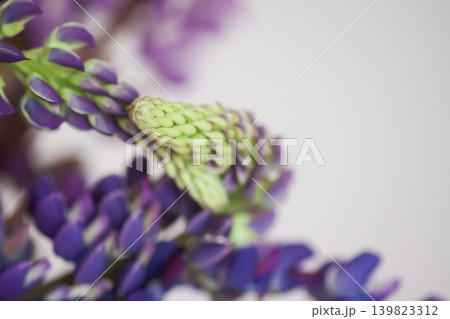 Freshly gathered purple Lupinus stems arranged in an organic floral bouquet with serene natural mood. Freshly gathered purple Lupinus stems arranged in an organic floral bouquet with serene natural mood. 139823312