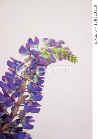 Delicate lupine flower bouquet with textured petals and vibrant purple coloration in soft focus. 139823319