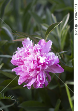 Close-up of Paeonia lactiflora blossoms with luxurious petal structure and soft spring garden aesthetic. Close-up of Paeonia lactiflora blossoms with luxurious petal structure and soft spring garden aesthetic. 139823331