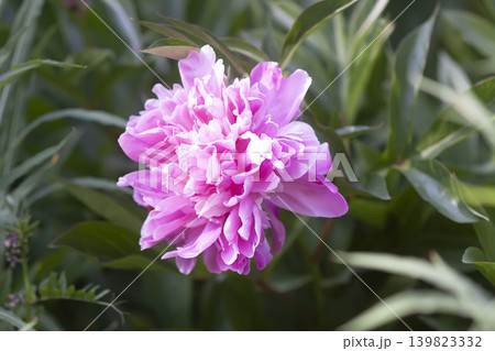 Close-up of Paeonia lactiflora blossoms with luxurious petal structure and soft spring garden aesthetic. 139823332