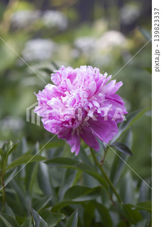 Botanical composition of blooming peonies (Paeonia lactiflora) with soft pink tones and layered floral texture. Botanical composition of blooming peonies (Paeonia lactiflora) with soft pink tones and layered floral texture. 139823337