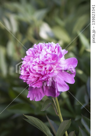 Macro floral study of Chinese peony blossoms featuring delicate petals and refined botanical beauty. Macro floral study of Chinese peony blossoms featuring delicate petals and refined botanical beauty. 139823341