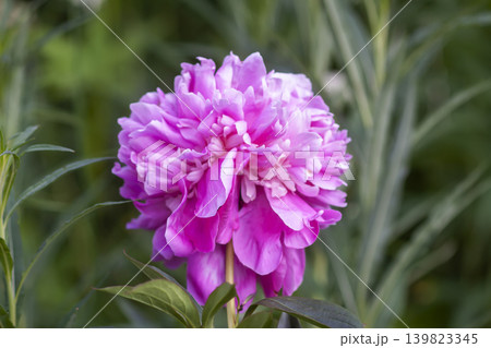 Spring garden peonies (Paeonia lactiflora) illuminated by gentle natural light with elegant layered petals. Spring garden peonies (Paeonia lactiflora) illuminated by gentle natural light with elegant layered petals. 139823345
