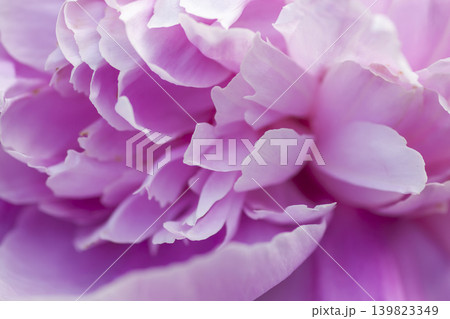 Paeonia lactiflora flowers with soft floral depth. 139823349