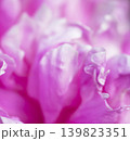 Paeonia lactiflora flowers with soft floral depth. 139823351