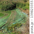 Dirty river coastline with murky green water and visible environmental pollution. Realistic landscape emphasizes ecological awareness and contamination. 139823355