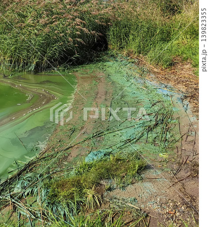 Dirty river coastline with murky green water and visible environmental pollution. Realistic landscape emphasizes ecological awareness and contamination. Dirty river coastline with murky green water and visible environmental pollution. Realistic landscape emphasizes ecological awareness and contamination. 139823355