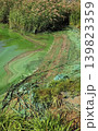 Contaminated shoreline with algae-covered green water and muddy textures. Moody natural tones create realistic environmental scene. 139823359