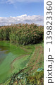 Contaminated shoreline with algae-covered green water and muddy textures. Moody natural tones create realistic environmental scene. 139823360